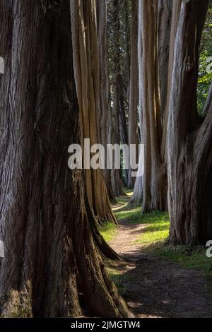 A sunlit path through densely packed trees Stock Photo