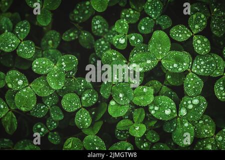 Dark green clover leaves wet with rain, moody clover background Stock Photo