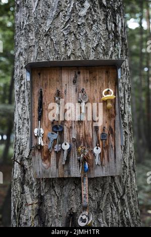 Lost car and home keys on tree . Special place for lost objects . Vertical shot Stock Photo