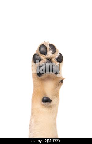 Golden retriever puppy paw isolated on white background. Flat lay copy space Stock Photo