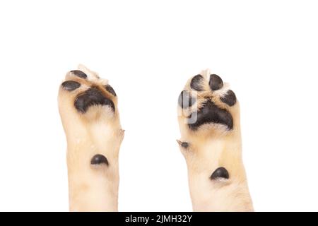 Cute dog puppy paw showing pads on white background Stock Photo