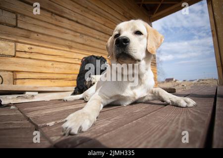 Bored Labrador Retriever puppy lies on wooden floor in open air. Tired dog resting after long day. Stock Photo