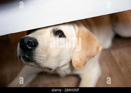 Begging dog looks out from under table, asks for food. Stock Photo