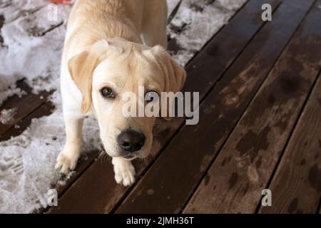 Portrait of cute Labrador Retriever puppy standing in snow on wooden veranda. looking at camera Stock Photo