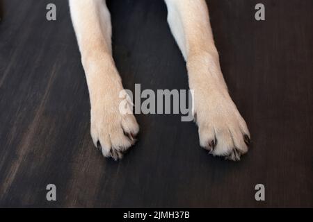 Cute dog puppy paw showing pads on wood floor background Stock Photo