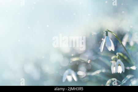 Spring Snowdrop Flowers with Water Drops in Spring Forest on Blue Background of Sun and Blurred Bokeh Lights. Stock Photo