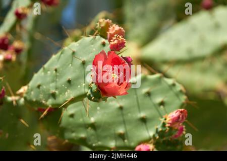 Red flower of prickly pear cactus Opuntia ficus-indica in Mediterranean climate in Croatia Stock Photo