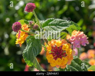 Lantana Camara Shrub flowering in Marbella Spain Stock Photo