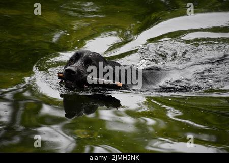 black labrador retriever swimming in water, River Nore, Kilkenny, Ireland Stock Photo