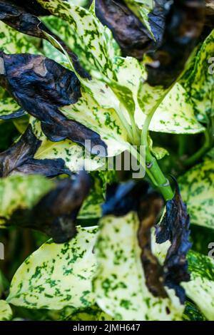 Plant leaves burned by heat wave, private garden, Bron, Rhone, AURA