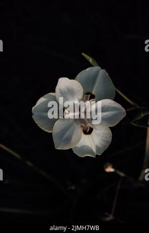 A closeup shot of a beautiful Dietes Bicolor on the dark background Stock Photo