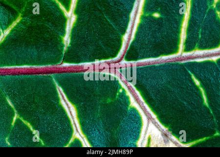 Green leaf, a background or texture Stock Photo