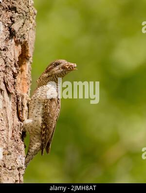 Eurasian wryneck (Jynx torquilla) with beakfull of larvae about to feed its nestlings Stock Photo