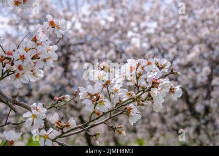 Almond tree twigs with pink-white blossoms. Spring arrival scene. Stock Photo