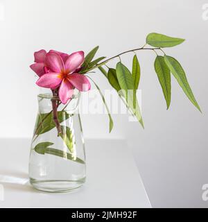 Plumberia rumba in a coffe cup, eucalyptus branch in a vase and cup of coffee on a white table against a wall with two frames. Ready layout. Vertical Stock Photo