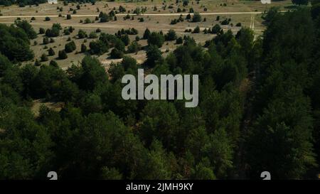 Flight over the pine forest. You can see the country road. Aerial photography. Stock Photo