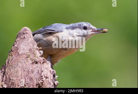 Eurasian nuthatch (Sitta europaea) sitting on a tree branch with a piece of seed in its beak Stock Photo