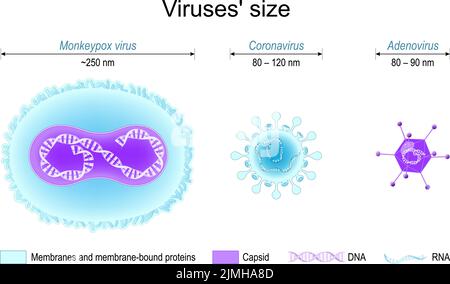 Comparison of viruses' size. monkeypox, SARS CoV-2 or coronavirus, and adenovirus. Different structure of viruses: Membrane proteins, capsids, DNA Stock Vector
