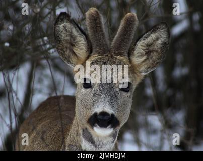 Portrait image of a curious European roe deer (Capreolus capreolus) staring directly into the lens of the camera on a cold winter day Stock Photo