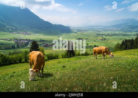 A beautiful shot of two cows grazing in the grass with the scenic landscape in the background Stock Photo