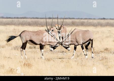 gemsbok or South African oryx, Oryx gazella, two adults fighting in short vegetation, Etosha National Park, Namibia Stock Photo