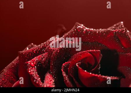 dark red rose with dew drops very close-up Stock Photo