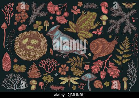 Mysterious forest hand drawn vector illustrations collection. Stylized waxwing, snail, nest, pool frog, moss, spruce branch, pine cones, mushrooms Stock Vector