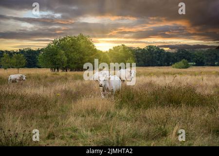 Closeup of Blonde d'Aquitaine cows in a natural meadow in the river valley landscape at sunset along the Rolder Diep flows into the Drentse Aa Stock Photo