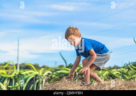 Boy blue t-shirt smile play climbs on down haystack bales of dry hay, clear sky sunny day. Outdoor kid children summer leisure activities. Concept Stock Photo