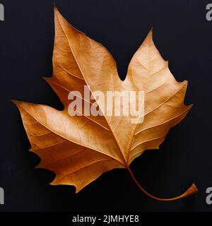 Close-up of autumn leaf isolated on black background Stock Photo