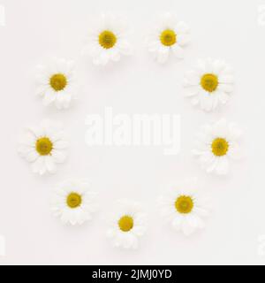 Circle daisy flower buds Stock Photo