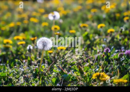 Field with yellow dandelions and full bloom dandelions in spring season Stock Photo