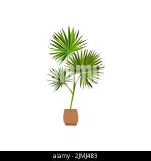 Dracaena house plant in a flower pot. Vector hand drawn illustration isolated on white background. Flat style. Stock Vector
