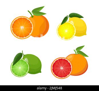 Citrus fruits set with slices and leaves, vector illustration on white background Stock Vector