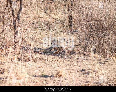 Cheetah ling on ground resting in bush in Madikwe Game Reserve, South Africa. Stock Photo