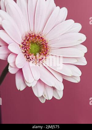 Pink gerbera daisy flower Stock Photo