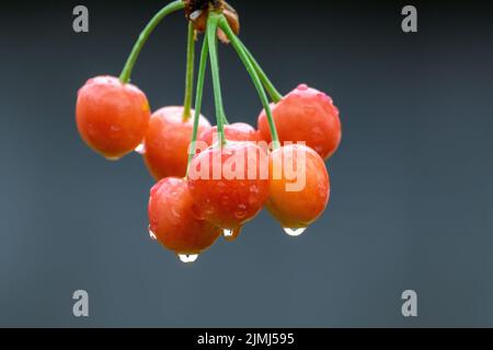 Drops of water on clusters of cherry berries after rain on grey background Stock Photo