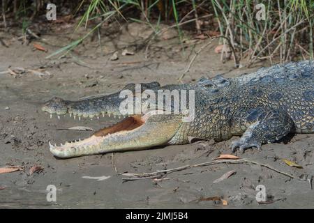 Saltwater Crocodile (Crocodylus porosus) lying in the mud with its mouth open, East Alligator River, Northern Territory, Australia, Stock Photo