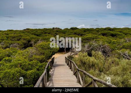 The wooden boardwalk leading through the famous chameleon forest at the beach in Rota Stock Photo