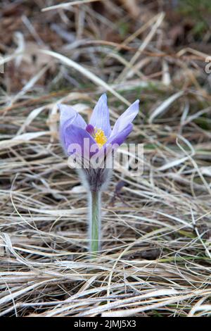 The Greater Pasque flower blooming on the meadow. Pulsatilla grandis in bloom in early spring. Stock Photo