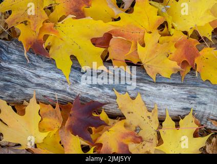 Autumn maple leaves with log on forest floor Stock Photo