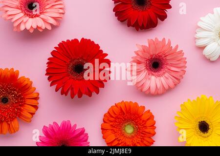 Gerbera flowers pink background Stock Photo