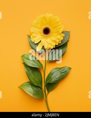 Top view blooming flower Stock Photo