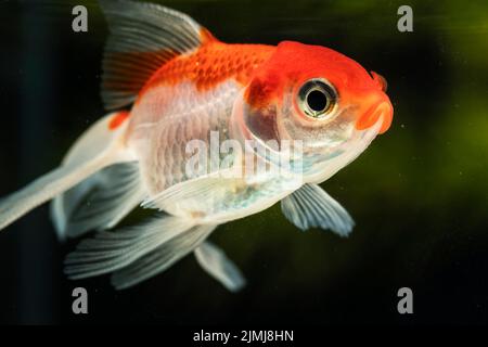 Close up focused betta fish green blurred background Stock Photo