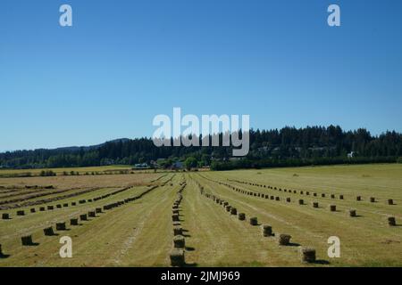 Hay bales lined up on a farm field. Stock Photo