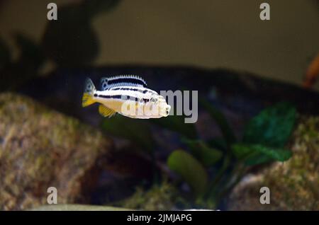 melanochromis auratus Stock Photo