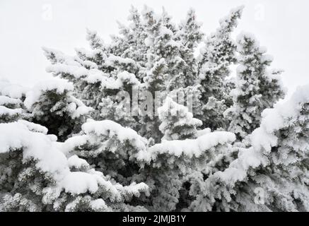 A snow-covered conifer tree Stock Photo
