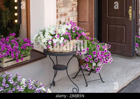 Lush blossom of white and purple colored creeping petunia in wicker basket and wooden box on street. Outdoor decoration Stock Photo