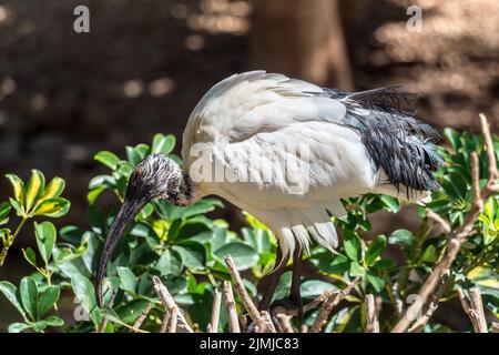 MASPALOMAS, GRAN CANARIA, SPAIN - MARCH 8 : Australian White Ibis at Palmitos Park, Maspalomas, Gran Canaria, Canary Islands, Sp Stock Photo