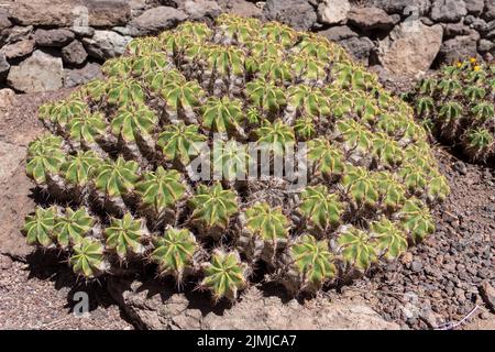 LOS PALMITOS, GRAN CANARIA, SPAIN - MARCH 8 : Cactus growing in Los Palmitos, Gran Canaria, Spain on March 8, 2022 Stock Photo